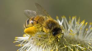 Honeybee Image 2