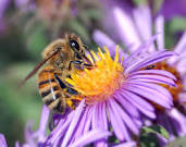 Honeybee picture