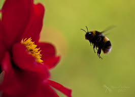 Bumble Bee 20